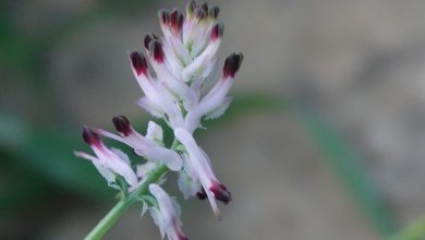FLOR DE AGUILAS ASOCIACION ECOLOGICA AGUILAS