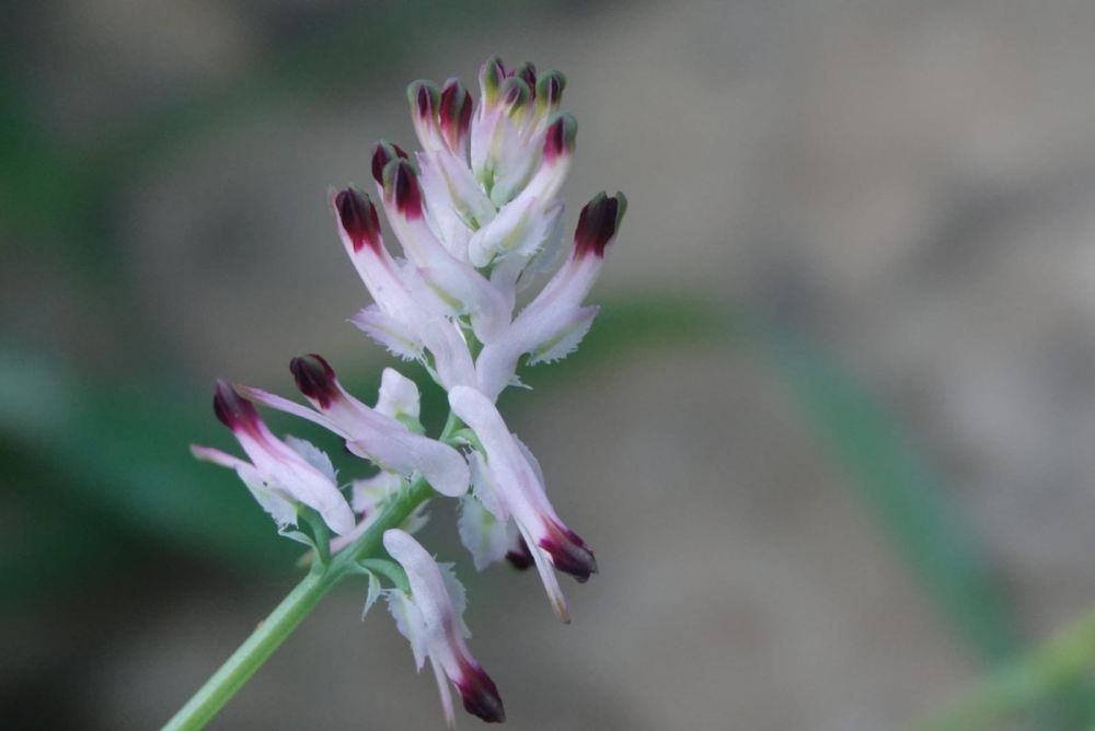 FLOR DE AGUILAS ASOCIACION ECOLOGICA AGUILAS