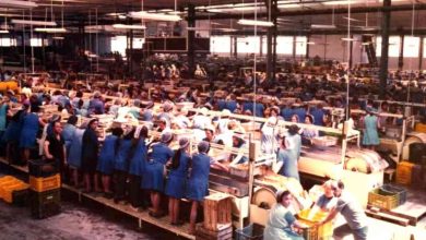 campaña del melocoton(1)