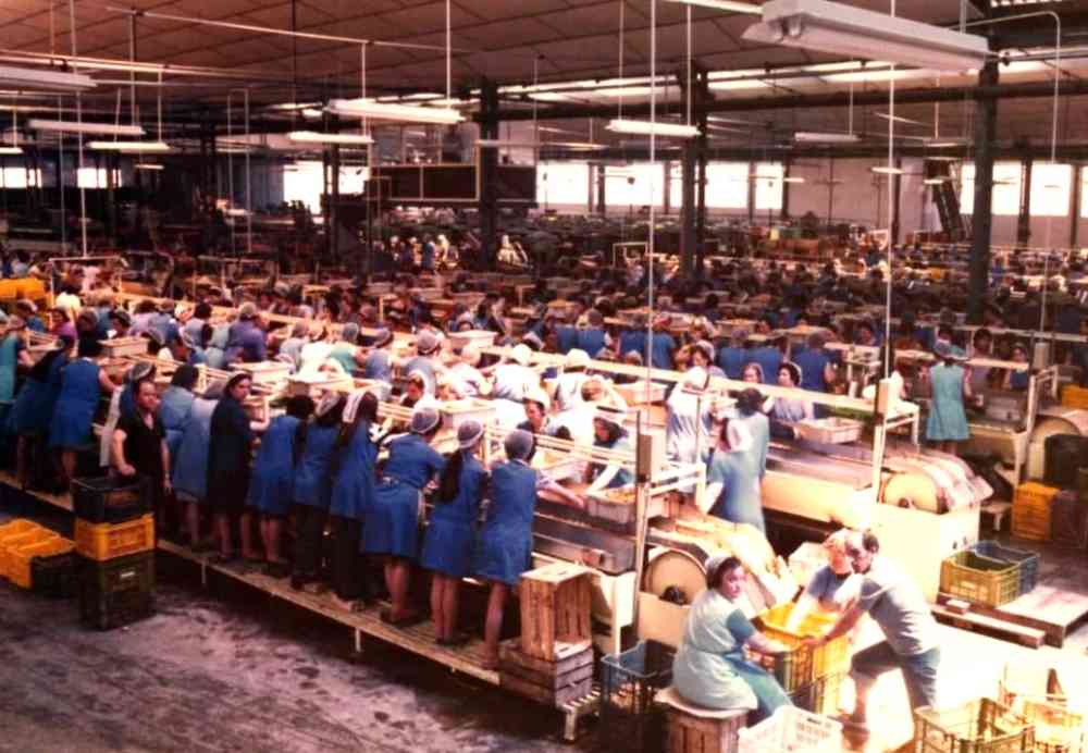 campaña del melocoton(1)