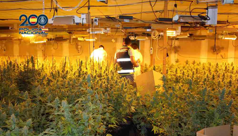 foto con mosca Plantación de marihuana 1(1)