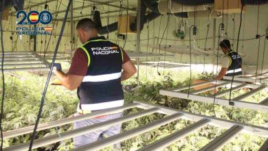 foto con mosca Portada plantación de Marihuana3(1)