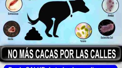 Salud-Molina-Campaña 'No más cacas por las calles'-CARTEL(1)