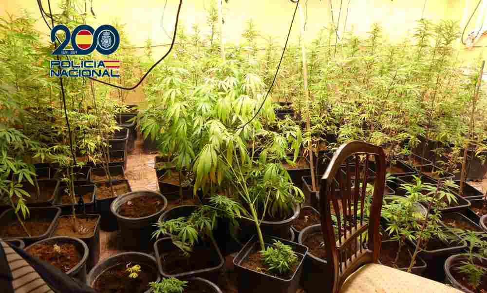 Plantación de Marihuanafoto con mosca 3(1)