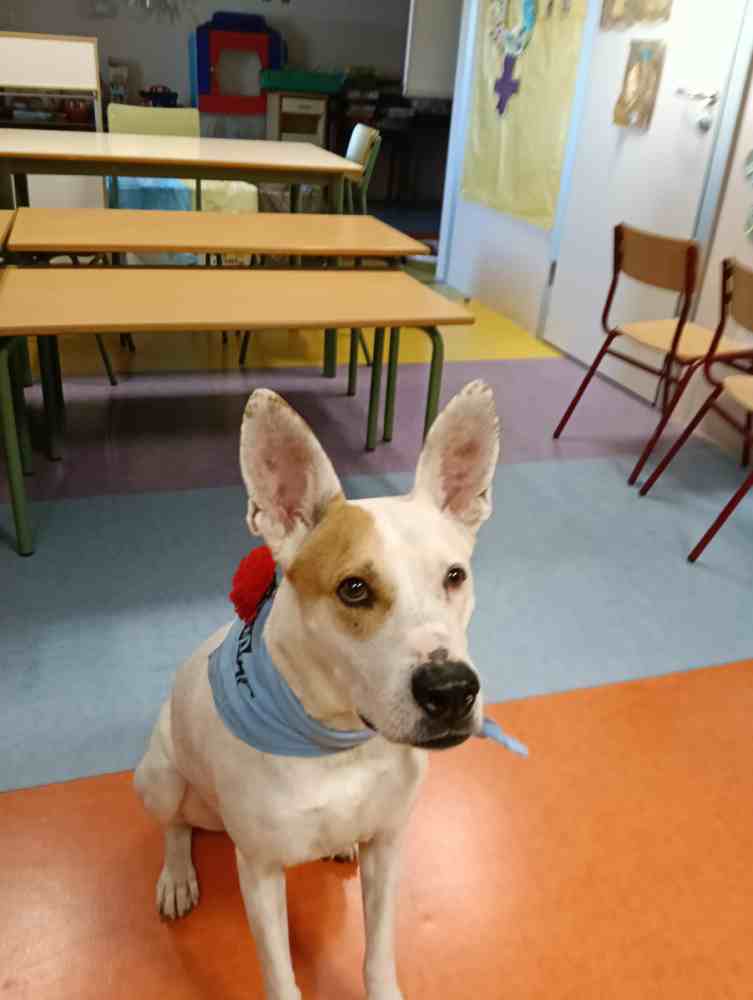 perro en escuela