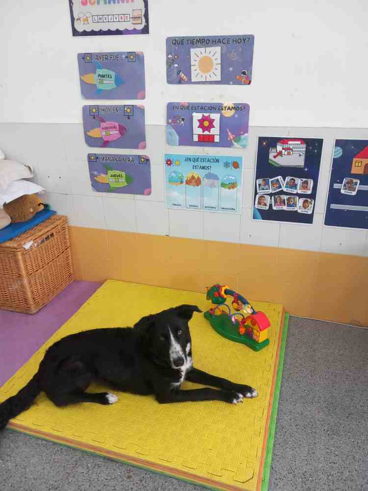 perro en guarderia