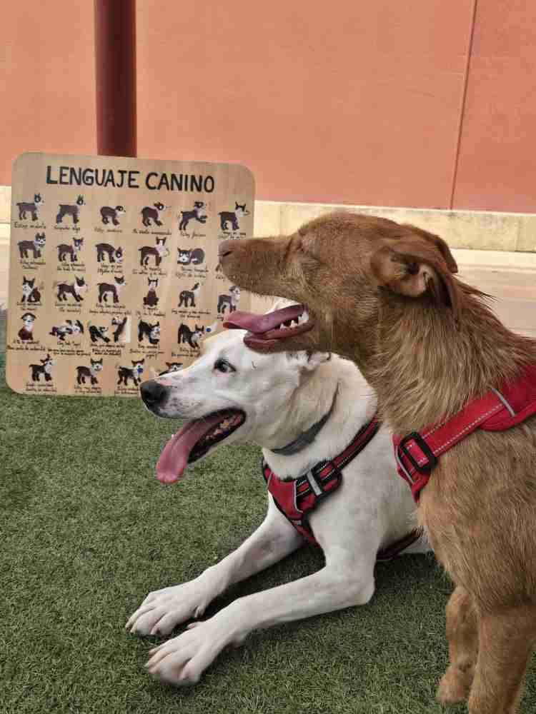 perros con cartel lenguaje canino