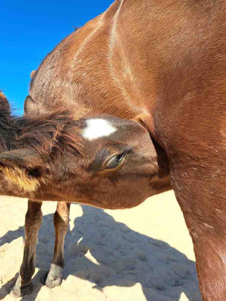 vida mamando a cayetana