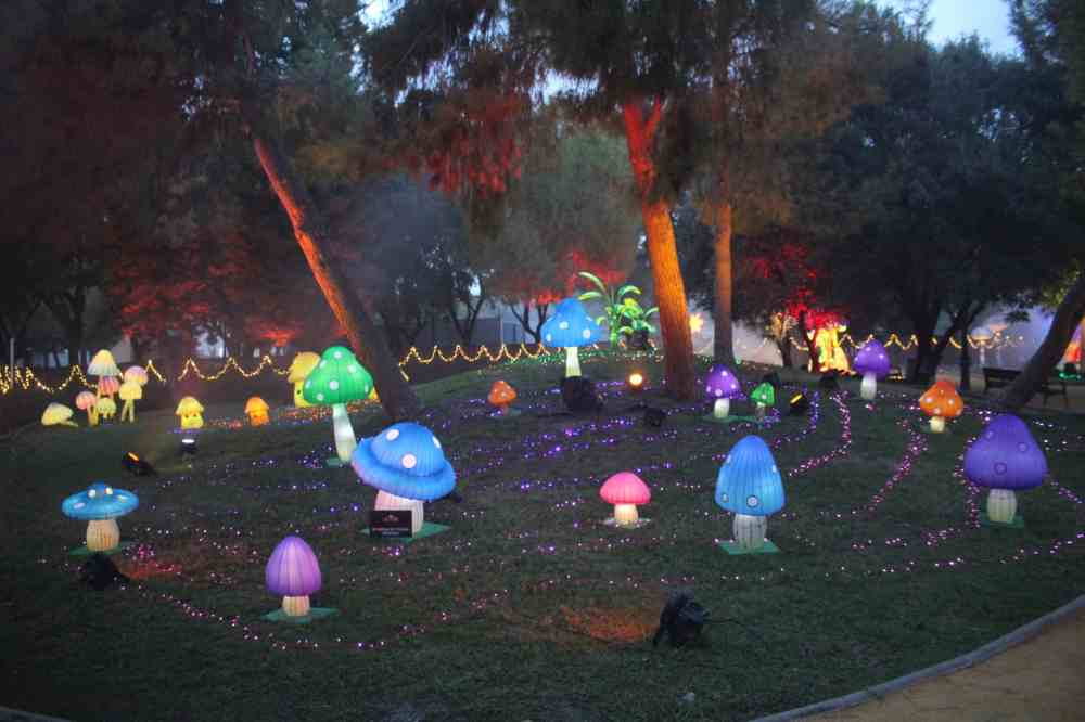 Hongos y arboles dos lucidum