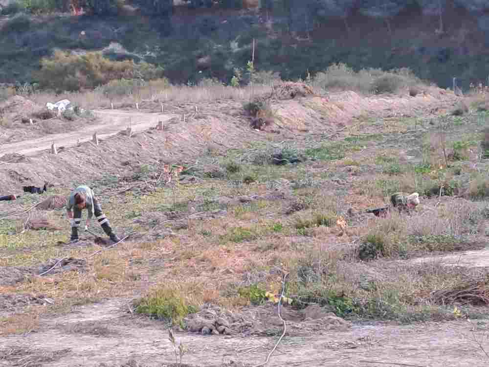 Medio Ambiente-Molina-Proyecto 'ANILLO VERDE'-Fase final trabajos plantación-Foto1(1)