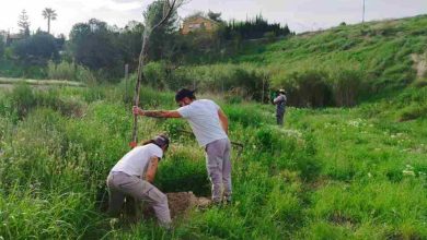 Medio Ambiente-Molina-Proyecto 'ANILLO VERDE'-Fase final trabajos plantación-Foto3(1)