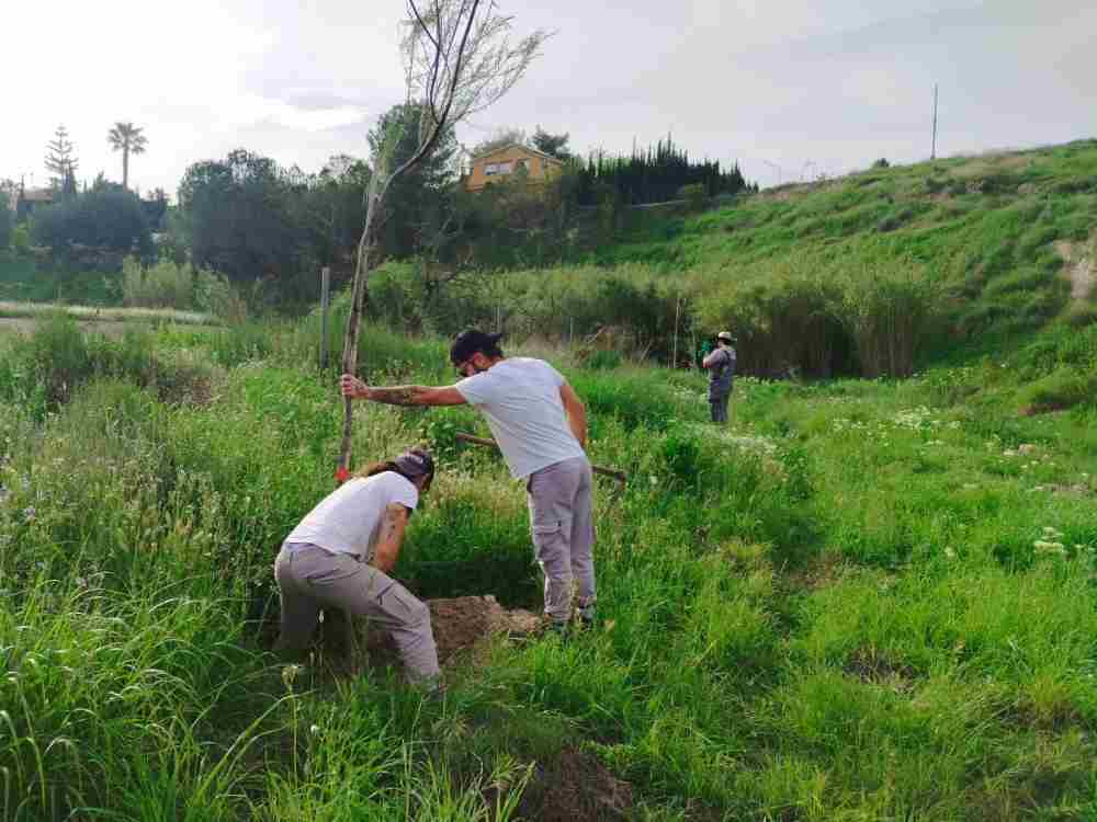 Medio Ambiente-Molina-Proyecto 'ANILLO VERDE'-Fase final trabajos plantación-Foto3(1)