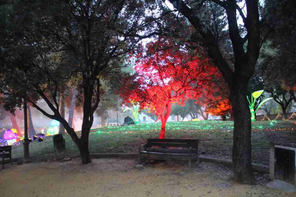 arbol iluminado lucidum