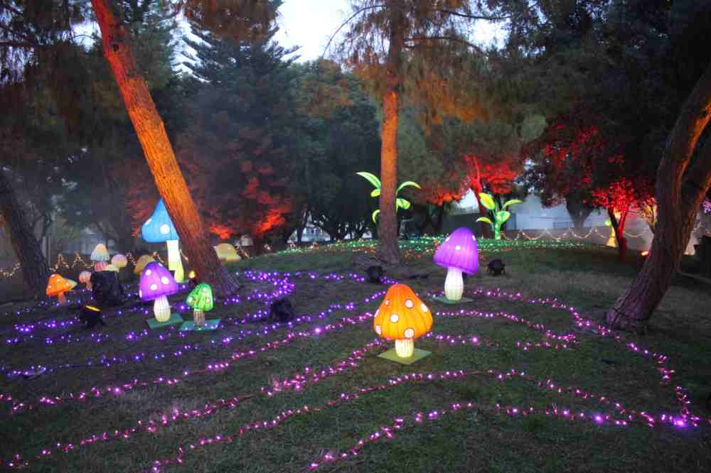 hongos y arboles lucidu