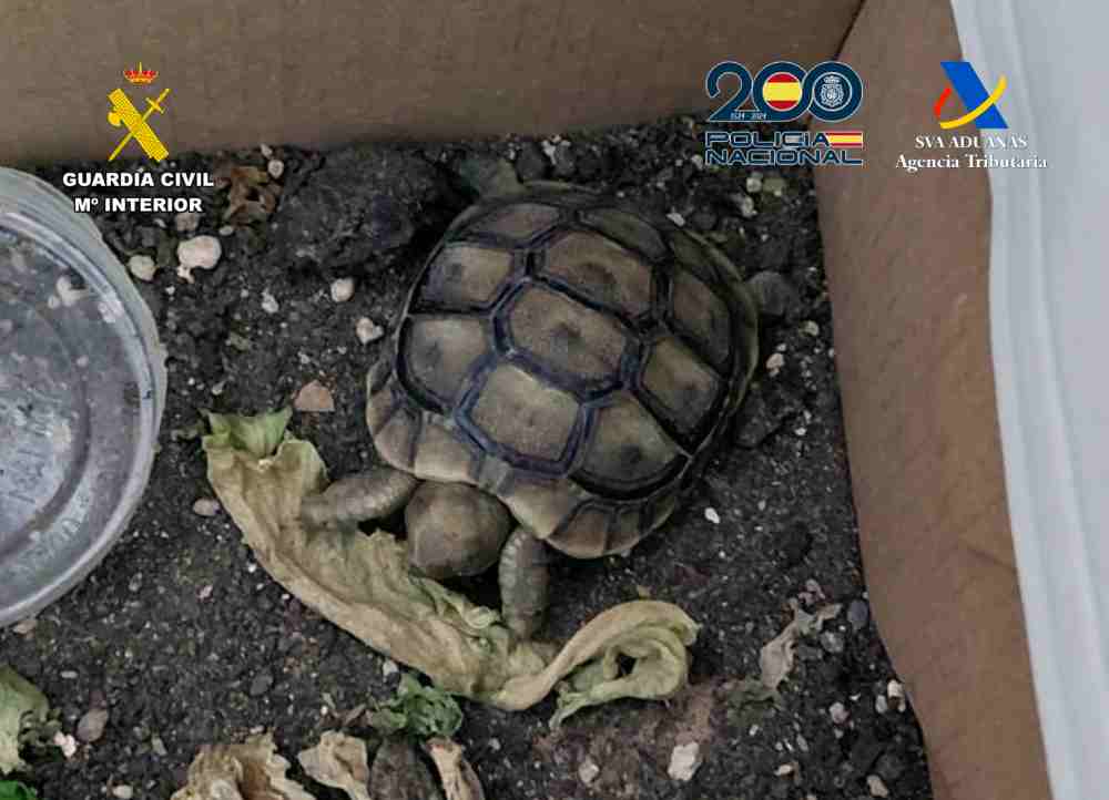 20260220 OP ORDENANZA TRAFICO DROGA MOLINA GC CNP Y AEAT 12(1)