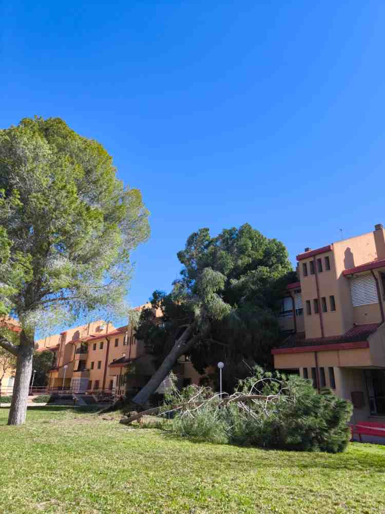 Protección Civil-Molina-Balance incidencias por fuertes vientos-Foto2(1)