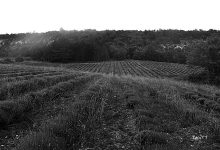 hace 1 años(dos)_tortosa