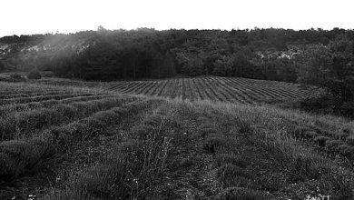 hace 1 años(dos)_tortosa