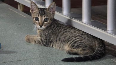 Gato centro bienestar animal PSOE MOLINA2