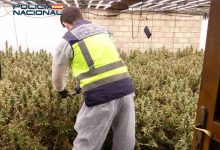 PORTADA Polícia en plantación Marihuanafoto con mosca 2 (1)
