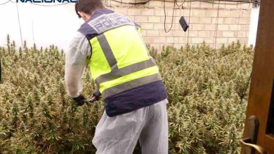 PORTADA Polícia en plantación Marihuanafoto con mosca 2 (1)
