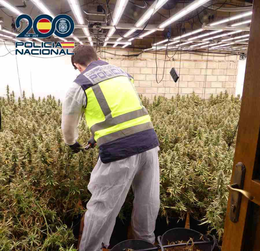 PORTADA Polícia en plantación Marihuanafoto con mosca 2 (1)