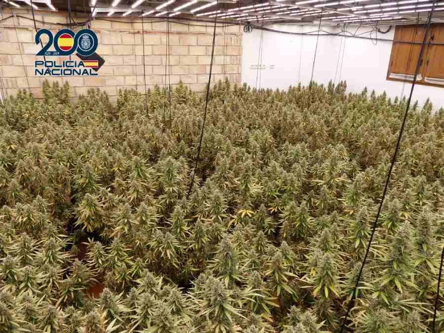 Plantación de Marihuana foto con mosca 1 (1)
